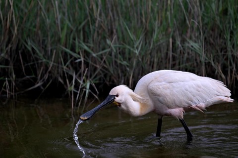 Spoonbill (Platalea leucorodia) looking for food in shallow water with drops of water in its open