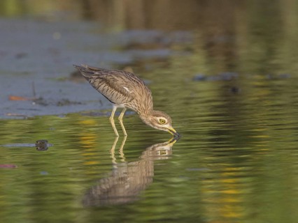 Senegal Thick-knee (Burhinus senegalensis) foraging, Gambia
