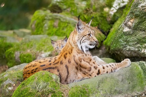Eurasian lynx (Lynx lynx) mother with her youngsters (cubs) lying on a rock in a forest, Bavaria,