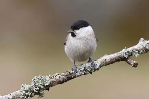 Marsh Tit (Poecile palustris), Sweden