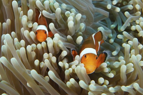 Two Ocellaris Clownfish (Amphiprion ocellaris) hiding in a protective sea anemone, dive site Coral