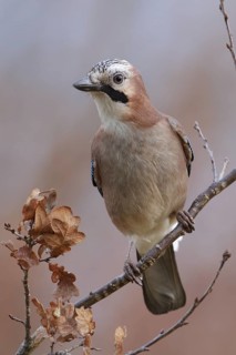 Eurasian Jay (Garrulus glandarius), Saxony, Germany