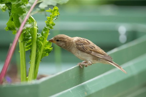 House sparrow (Passer domesticus) adult garden bird eating Swiss chard plant leaves in a vegetable