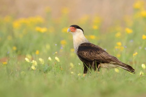 Northern Crested Caracara (Caracara cheriway), Texas, USA