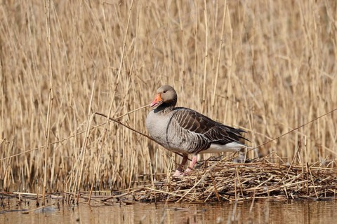 Greylag goose (Anser anser) building a nest in the reeds, North Rhine-Westphalia, Germany