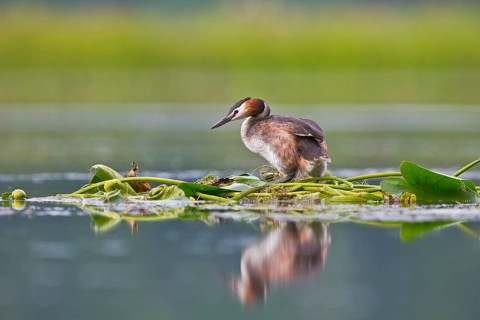 Great Crested Grebe (Podiceps cristatus) on nest, Bavaria, Germany