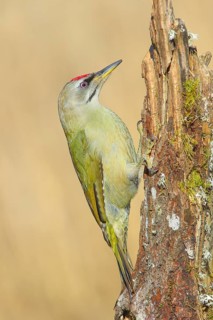 Grey-headed woodpecker (Picus canus), male sitting on a tree stump overgrown with moss and lichen,