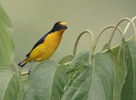 Violaceous Euphonia (Euphonia violacea) male, Asa Wright, Trinidad