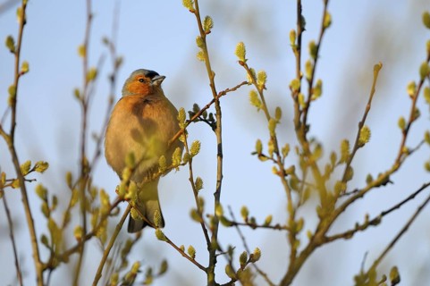 Buchfink (Fringilla coelebs), Chaffinch, Maennchen zur Balzzeit in einer Weide, April, NSG