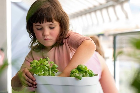 A young child carefully tends to a basil plant in a white pot, surrounded by a bright indoor