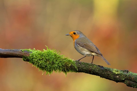 European Robin (Erithacus rubecula) perched on a mossy branch, Utrecht, Netherlands