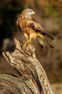 Red Kite (Milvus milvus), perched on a branch, Catile and Leon, Spain