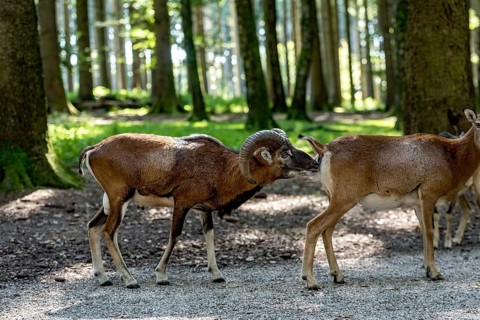 European mouflon (Ovis gmelini musimon), mouflon deer, rutting, male sniffing the hindquarters of