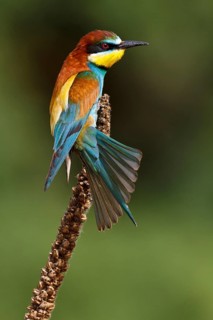 European Bee-eater (Merops apiaster), Castile, Spain