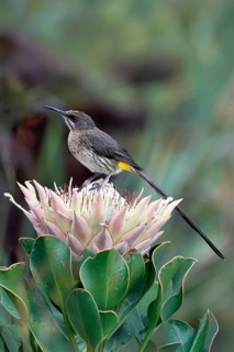 Cape Honeybird (Promerops cafer), adult, male, on flower, Protea, vigilant, Kirstenbosch Botanical