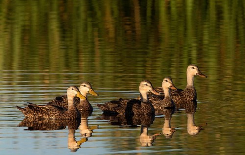 Mottled Duck (Anas fulvigula) flock, Florida, USA