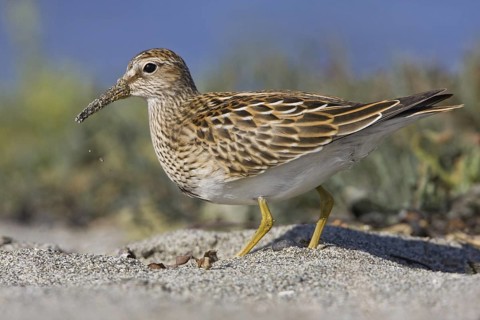 Pectoral Sandpiper (Calidris melanotos), British Columbia, Canada