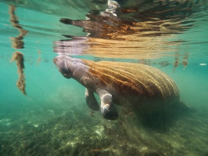 Round-tailed manatee (Trichechus manatus)