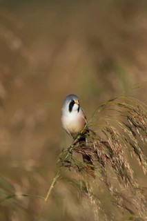 Bearded tit or reedling (Panurus biarmicus) adult male bird on a Common reed seedhead, RSPB