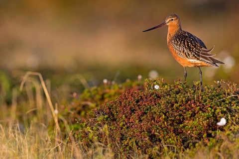 Pfuhlschnepfe, Bar-tailed Godwit, Limosa lapponica, Barge rousse, Aguja Colipinta