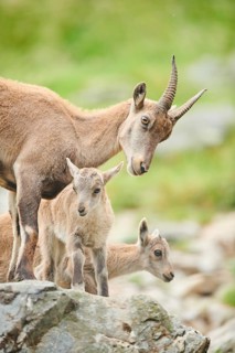 Alpine ibex (Capra ibex) mother with her youngsters, wildlife Park Aurach near Kitzbuehl, Austria
