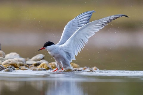 Common Tern (Sterna hirundo), North Rhine-Westphalia, Germany