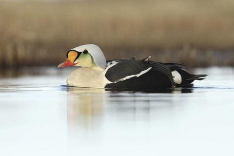 King Eider (Somateria spectabilis) male, Alaska, USA