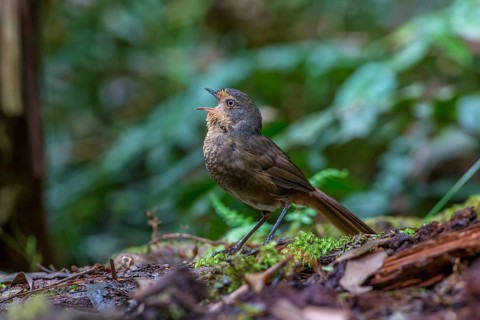 Pilotbird (Pycnoptilus floccosus) singing, Victoria, Australia