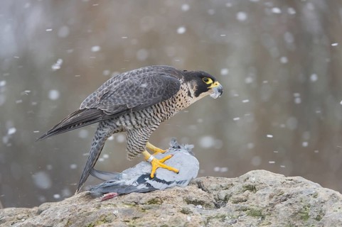 Peregrine Falcon (Falco peregrinus) female, Saxony, Germany