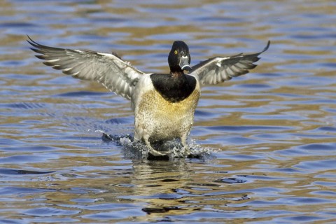 Ring-necked Duck (Aythya collaris) male, British Columbia, Canada