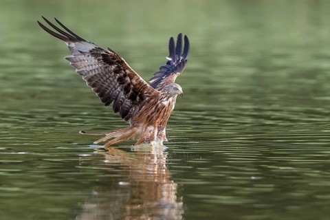 Red Kite (Milvus milvus) hunting, Mecklenburg-Western Pomerania, Germany