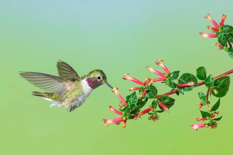 Broad-tailed Hummingbird (Selasphorus platycercus) male flying, Colorado, USA