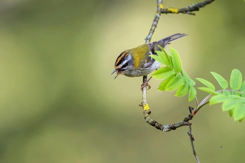 Common Firecrest (Regulus ignicapilla) male singing, Mecklenburg-Western Pomerania