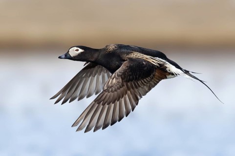 Long-tailed Duck (Clangula hyemalis) male flying, Alaska, USA