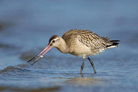 Bar-tailed Godwit (Limosa lapponica), Schleswig-Holstein, Germany