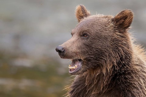 Grizzly Bear (Ursus arctos horribilis) portrait, British Columbia, Canada