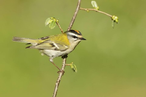 Common Firecrest (Regulus ignicapilla), Liechtenstein