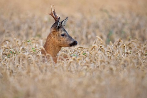 Roebuck (Capreolus capreolus) in wheat, Vechta, Lower Saxony, Germany
