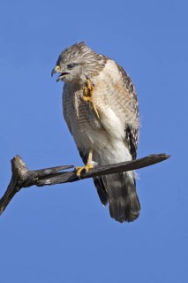 Red-shouldered Hawk (Buteo lineatus), Florida, USA