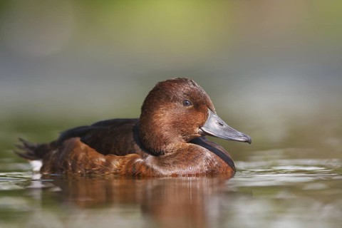 Ferruginous Duck (Aythya nyroca), Baden-Wuerttemberg, Germany