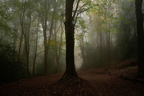 A serene forest scene enveloped in dense fog, creating a mystical atmosphere. Tall trees with lush