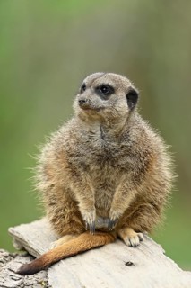 Meerkat (Suricata suricatta), vigilant, captive, Switzerland