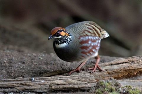 Hill Partridge (Arborophila torqueola), Yunnan, China