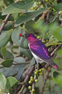 Violet-backed Starling (Cinnyricinclus leucogaster) male feeding on fruits, Masai Mara, Kenya