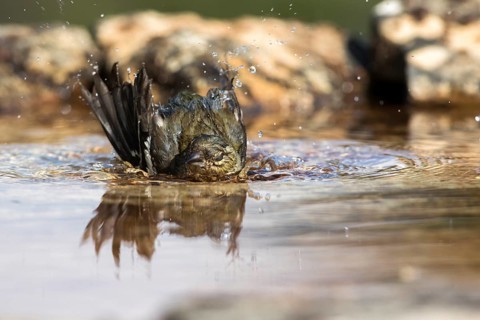 Common Chaffinch (Fringilla coelebs) female bathing, Castile and Leon, Spain