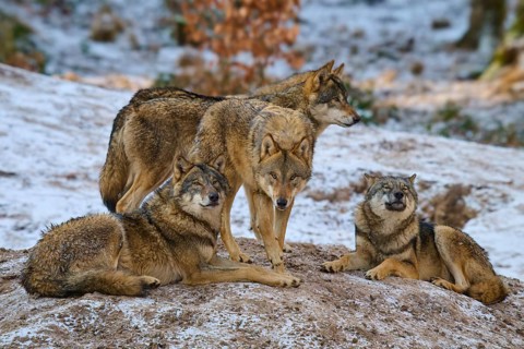 Four wolves close together on a snow hill, pack, winter, wolf (Canis lupus), Germany