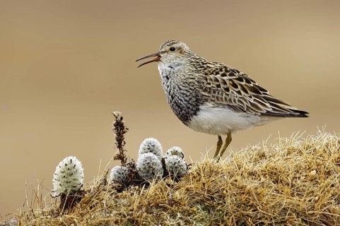 Pectoral Sandpiper (Calidris melanotos), Alaska, USA