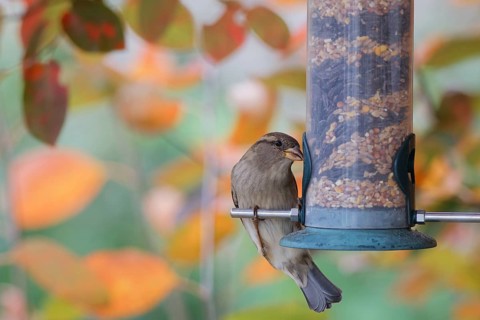 House sparrow (Passer domesticus) perched on a garden bird feeder filled with mixed seeds, eating
