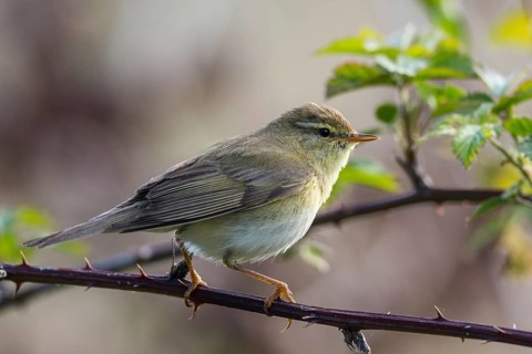 Willow Warbler (Phylloscopus trochilus) male perched on a branch, North-Rhine-Westphalia, Germany