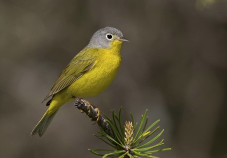 Nashville Warbler, male